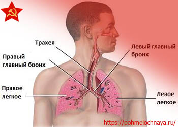Схема дыхания человека